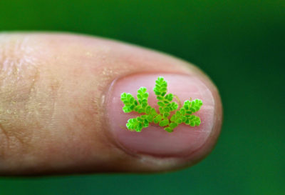 The leaves of the fern Azolla filiculoides are roughly the size of a gnat.