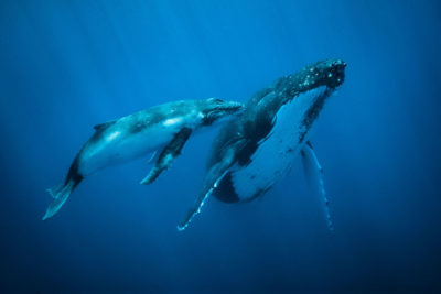 Adult and baby humpback whales in the Atlantic Ocean.