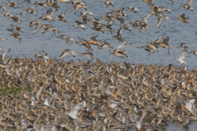 A flock of red knots at Snettisham nature reserve in England.
