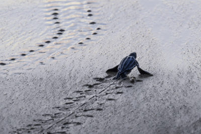 An olive ridley sea turtle hatchling heads for the sea in Lhoknga Beach, Indonesia. 