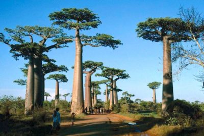 Endangered baobab trees in Madagascar. People eat the fruit of the baobab, use its bark as medicine, and make ropes from its fibers. 