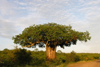 A baobab tree in Limpopo province, South Africa.