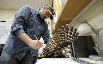 Wildlife technician Jordan Hazan records data from a barred owl killed as part of an experiment aimed at preserving spotted owls, Corvallis, Oregon, October 2018. 