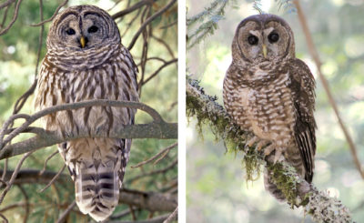 Left: a barred owl. Right: a spotted owl.