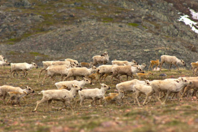 The Bathurst caribou herd in the Northwest Territories. A proposed mine would cross their migratory path.