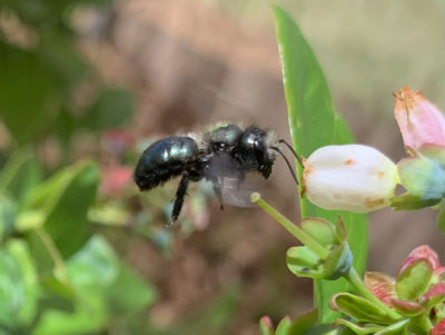 A blue orchard bee visits a blueberry flower.