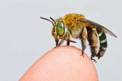 The bee species Amegilla andrewsi, one of 20,000 species worldwide.
