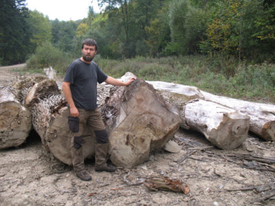 A Slovakian conservationist examines felled beech trees in Poloniny National Park.