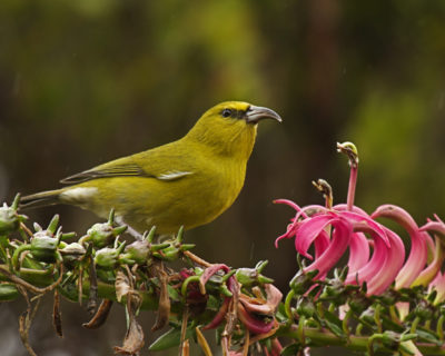 Between the years 2000 to 2012, the population of this bird plummeted by 91 percent in its core area. Kauai 'amakihi feed on insects, nectar, and fruit.