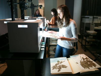A technician captures high-resolution images of plant specimens in the New York Botanical Garden Herbarium for use in a searchable database.