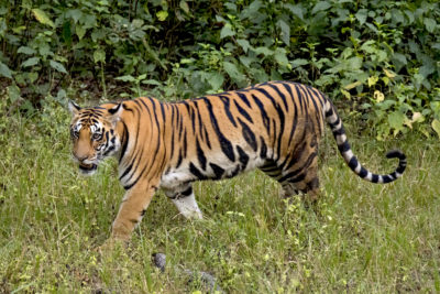 A Bengal tiger in India's Kanha National Park.