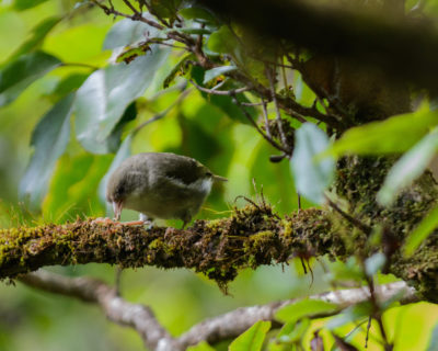 The 'akikiki is also found only on Kauai. Researchers estimate that in 2012 there were only 468 of these birds remaining. Like other Hawaiian honeycreepers, juvenile 'akikiki remain with their parents for up to 18 months. 