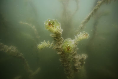 Increasing nutrients in the lake have led to a proliferation of milfoil, hyacinth, and other aquatic plants. 