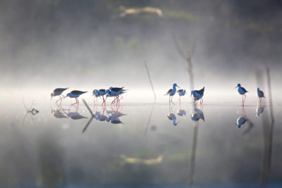 Black-winged stilts on protected wetlands managed by the Nari Nari tribal council in New South Wales, Australia