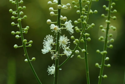 Black cohosh is a valuable commercial medicinal plant, used to treat symptoms of menopause.