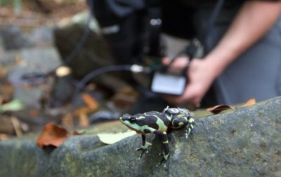 Smithsonian researcher Blake Klocke uses a radio transmitter to track a harlequin frog.