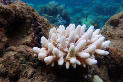 Bleached coral north of Townsville, Australia, during a previous bleaching event in March 2017.