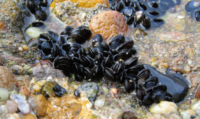 Blue mussels in the northwest Atlantic Ocean have seen their range contract 30 percent to 50 percent as ocean temperatures rise.