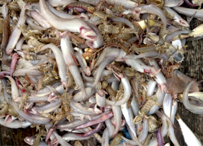 Bombay duck, a fish that thrives in low-oxygen waters, dominates a trawler's catch in southeast China.
