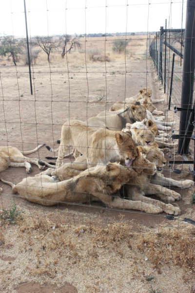 Captive lions at the privately-owned Boskoppie Lion and Tiger Reserve near Bloemfontein, South Africa.