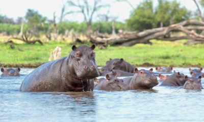 Hippos in Botswana's Okavango Delta.