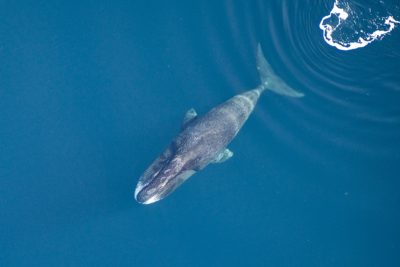 A bowhead whale.