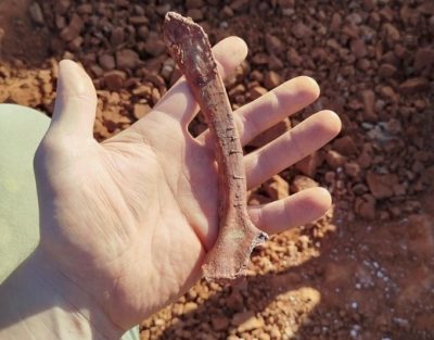 A Gnathovorax cabreirai bone uncovered by flooding in São João do Polêsine, Brazil.