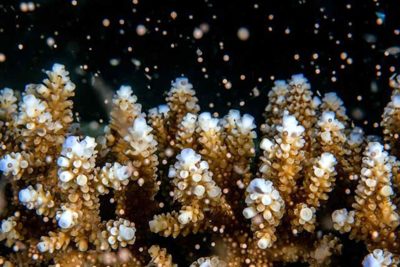 Coral bred to tolerate more heat.