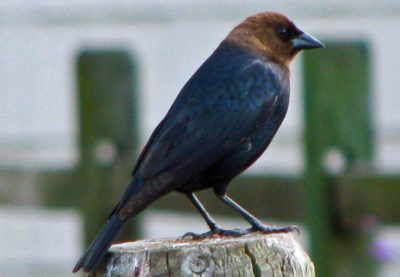 In the Chicago area, Brown-headed cowbirds like this one are laying their eggs 41 days earlier, on average, than they did a century ago, a new study finds.