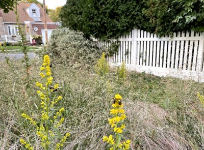 Bumblebees on goldenrod blooms in a yard in Floral Park on Long Island.