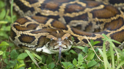 An invasive Burmese python in the Florida Everglades.