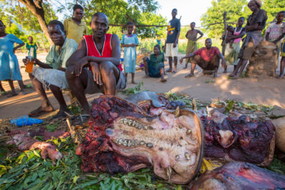A butchered hippo near Chikwawa, Malawi.