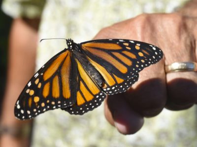 A monarch butterfly is released at the Monarch Madness festival in Navarre, Florida in 2017. 