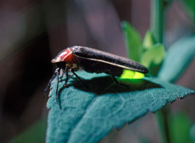An eastern firefly, also known as a big dipper, the most common firefly species in North America.