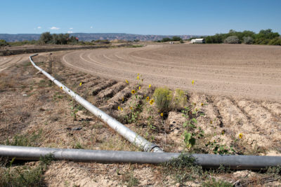 To conserve water, some farmers in the Grand Valley have turned off their irrigation pipes and let their fields go fallow in exchange for monetary compensation.