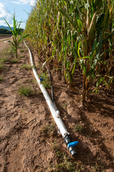 Drip irrigation, seen here on a sweet corn field in the Verde Valley, uses much less water than the flood or furrow irrigation traditionally used by farmers in the Southwest.