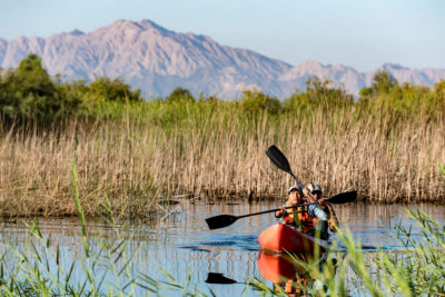 Botanist Celia Alvarado and Colorado River delta project leader Francisco Zamora kayak the waterways of Laguna Grande, a restored portion of the delta. The project uses agricultural return flow and purchased irrigation water to revive riparian habitat in the delta.