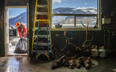 An official in Jackson, Wyoming, hauls away elk remains after testing for chronic wasting disease.