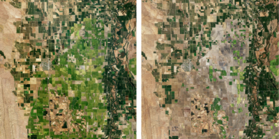 Rice fields near Butte City, California, in September 2021 (left) and September 2022 (right). Amid a persistent drought linked to climate change, growers planted only half as much rice as usual in 2022. This year’s crop was the smallest since 1977.