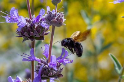 A California carpenter bee alights on a Cleveland sage.