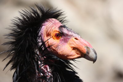 Condors have bald heads, useful for feeding off carcasses.