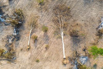Aerial view of cut trees in the Beng Per Wildlife Sanctuary. 