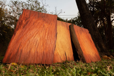 Confiscated rosewood in the Phnom Tnout Phnom Pok Wildlife Sanctuary. The trade in rosewood, prized for high-end furniture in China, is outlawed througout the world, but a network of corrupt Cambodian businessmen and officials is engaged in a lucrative, black-market rosewood trade.