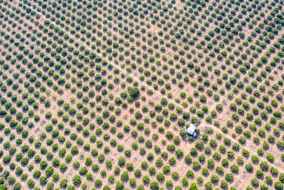 A cashew nut plantation in the Beng Per Wildlife Sanctuary. Most of the sanctuary’s land has been sold by the government for agricultural concessions.