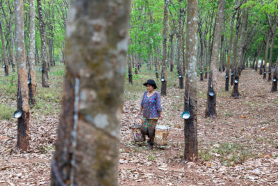 A worker at the Chup Rubber Plantation in Kampong Cham, Cambodia. Cambodia exported 282,071 tons of rubber last year, mainly to China, Singapore, and Malaysia, bringing in earnings of $377 million.