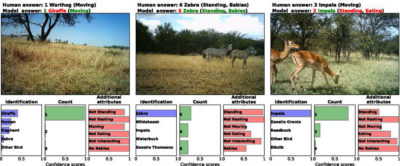 The artificial intelligence system's analysis of species type and count, as well as the animals' behaviors, of camera trap images taken in Serengeti National Park.