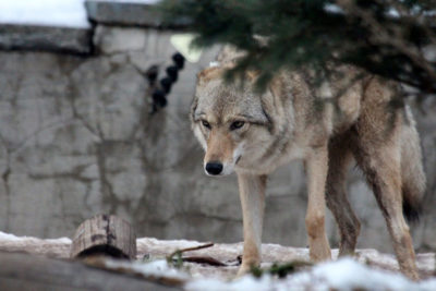 A Gray wolf (Canis lupus).