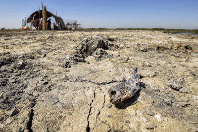 A dead fish on the dried earth in Iraq's Central Marshes in June 2021.