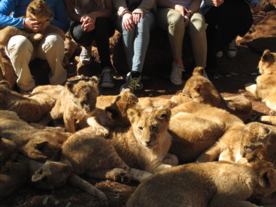 Children with captive-bred lion cubs at a lion tourism ranch.