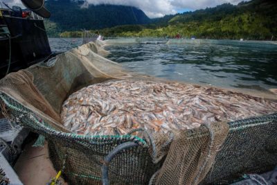 Salmon killed in a mass die-off at Porcelana farms in southern Chile in 2021.